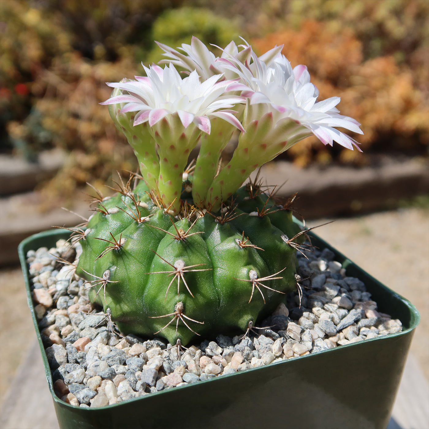 Gymnocalycium damsii robores