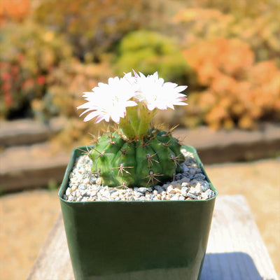 Gymnocalycium damsii robores