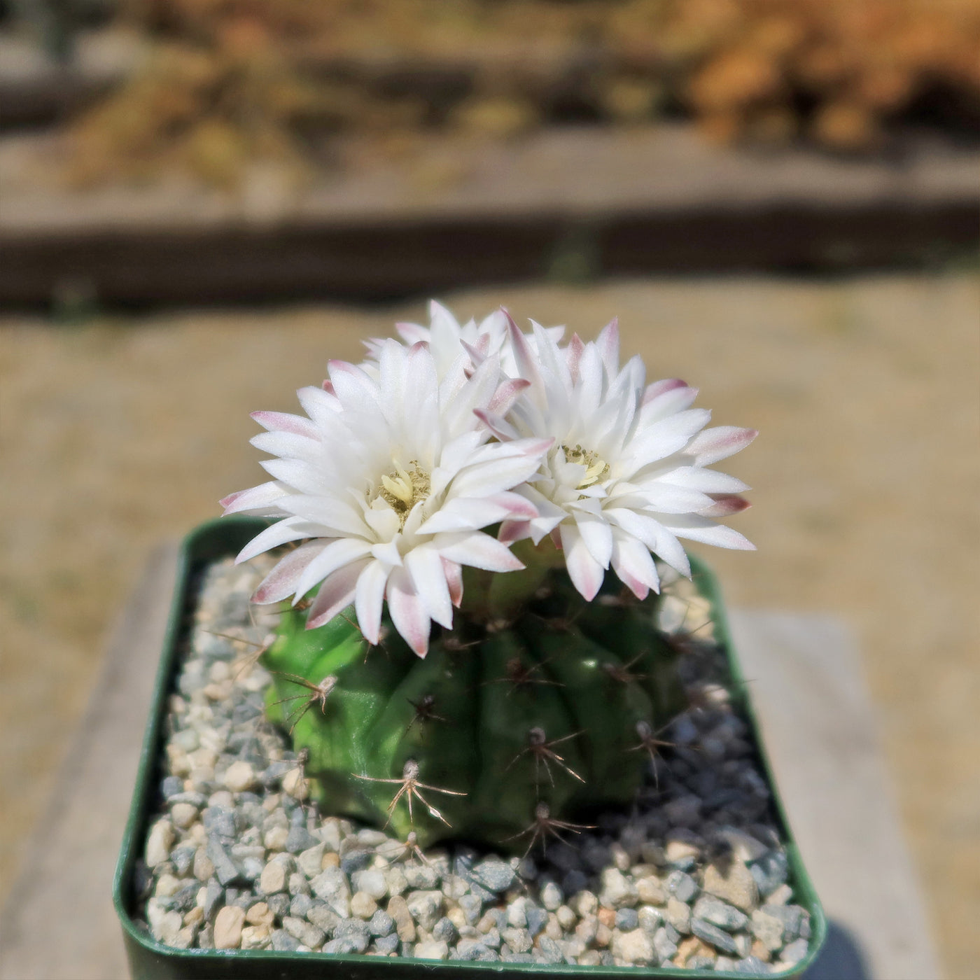 Gymnocalycium damsii robores