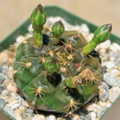 Gymnocalycium damsii robores