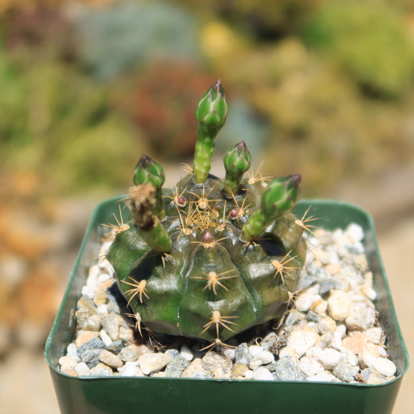 Gymnocalycium damsii robores