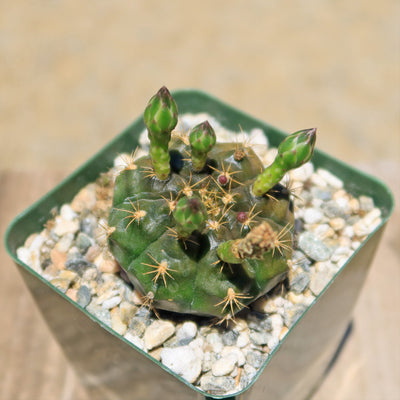 Gymnocalycium damsii robores