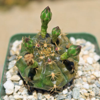 Gymnocalycium damsii robores