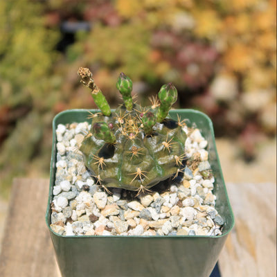 Gymnocalycium damsii robores