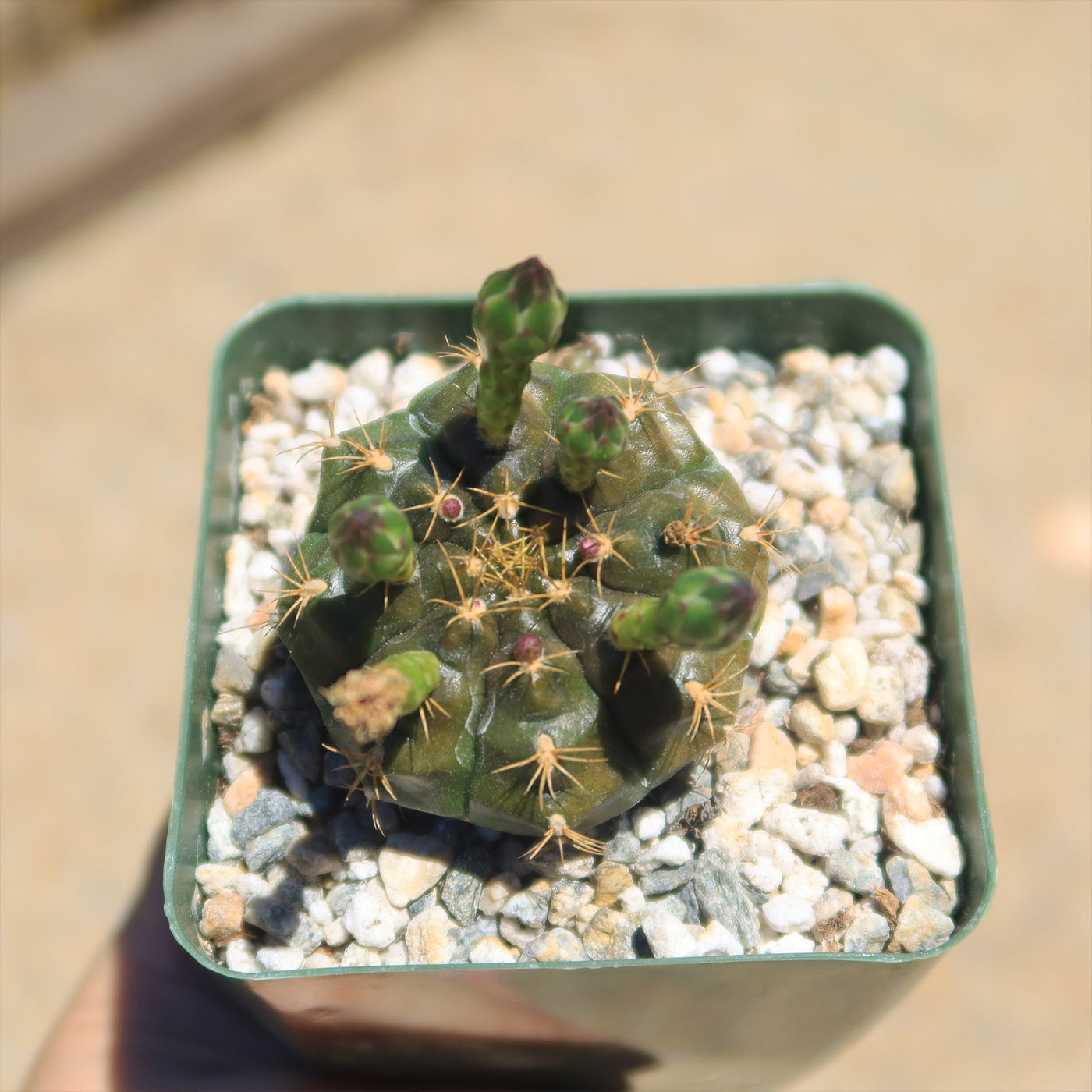 Gymnocalycium damsii robores