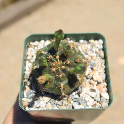 Gymnocalycium damsii robores