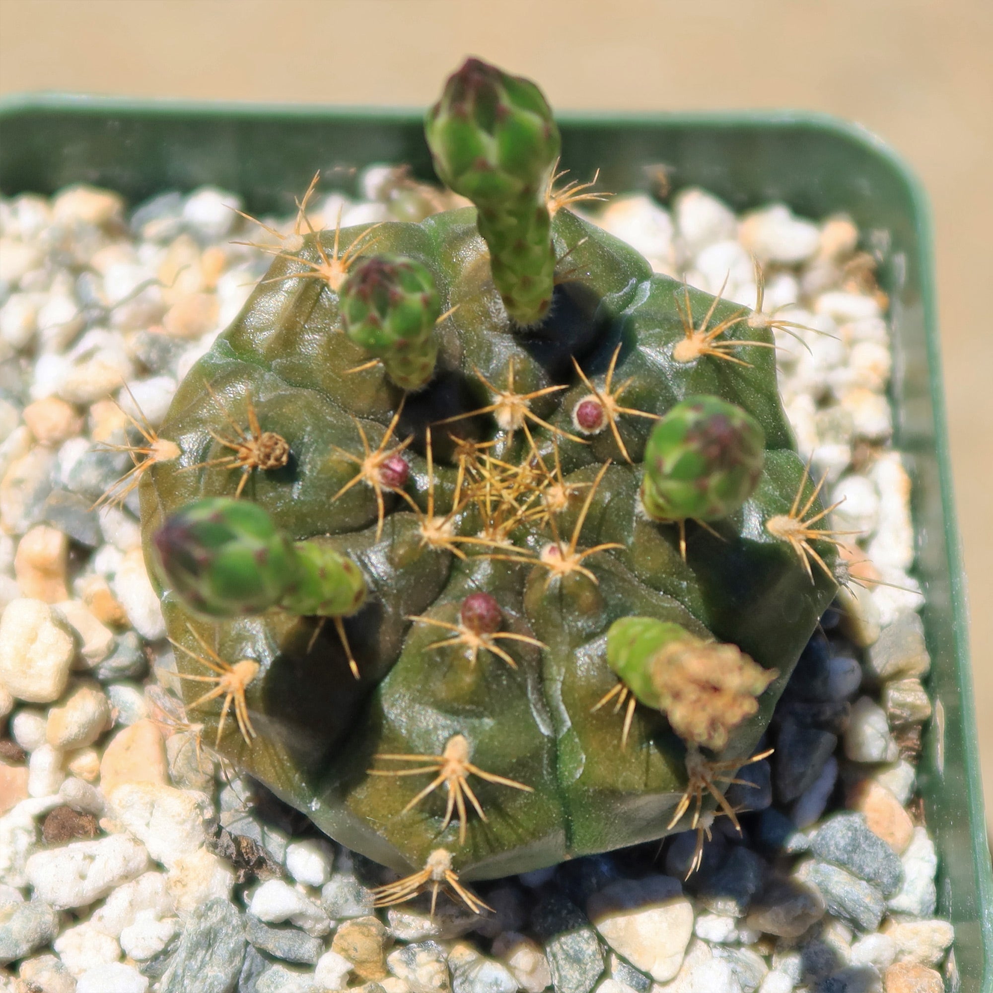 Gymnocalycium damsii robores