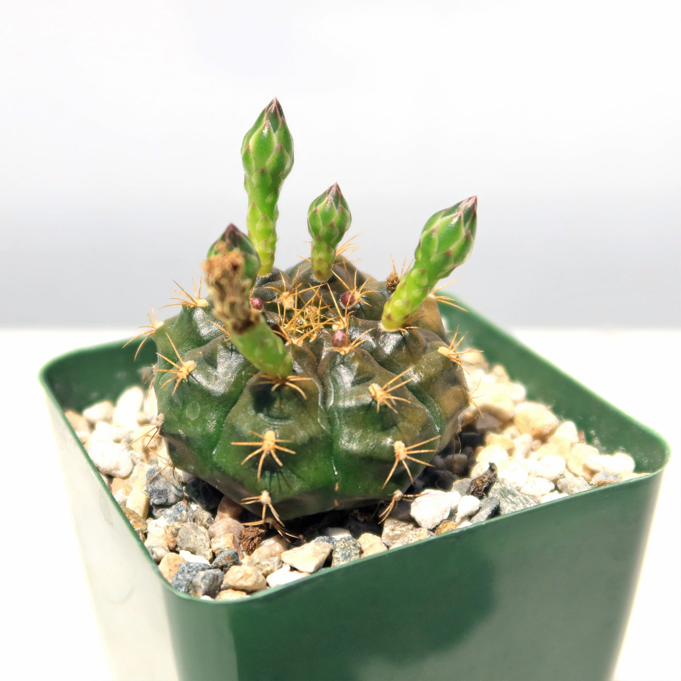 Gymnocalycium damsii robores