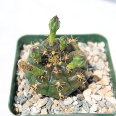 Gymnocalycium damsii robores