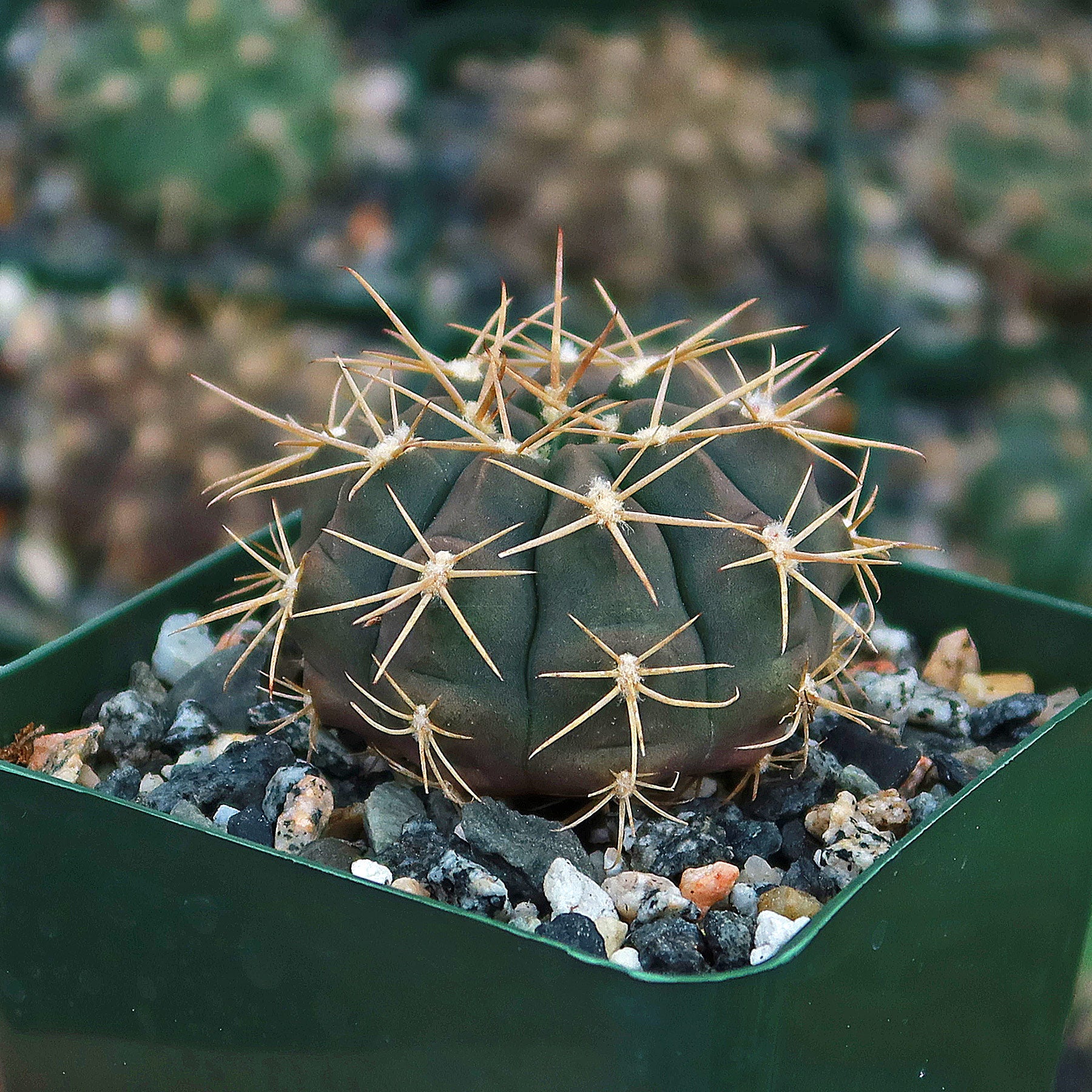 Gymnocalycium griseo-pallidum