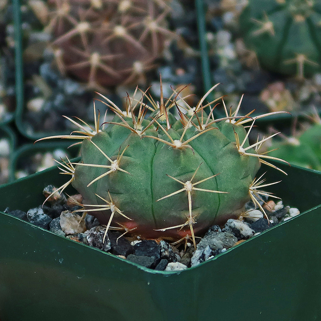 Gymnocalycium griseo-pallidum
