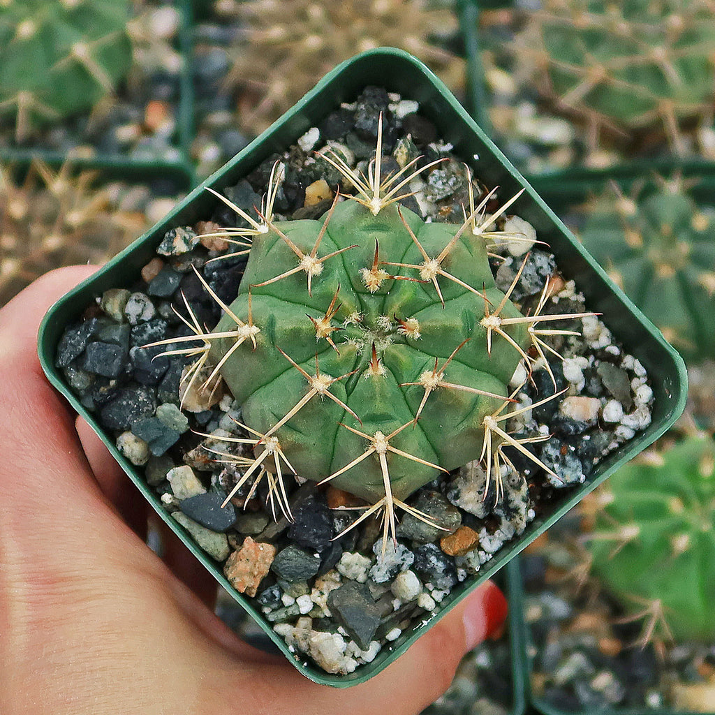 Gymnocalycium griseo-pallidum