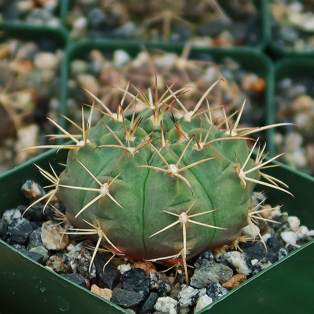 Gymnocalycium griseo-pallidum