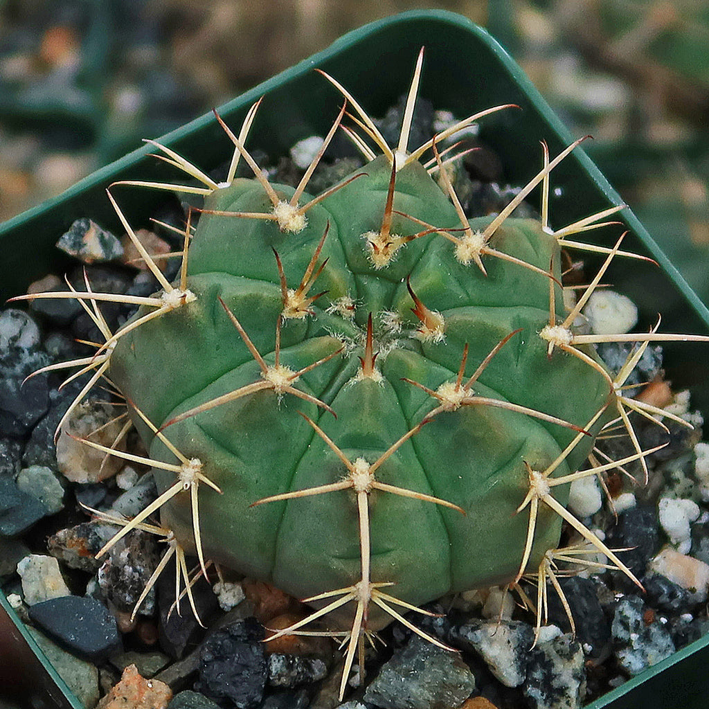 Gymnocalycium griseo-pallidum