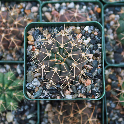 Gymnocalycium griseo-pallidum