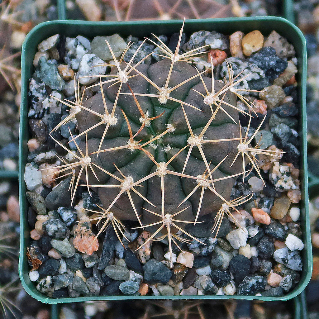 Gymnocalycium griseo-pallidum