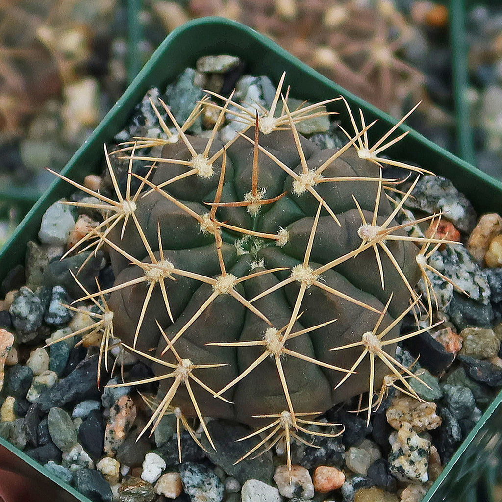 Gymnocalycium griseo-pallidum