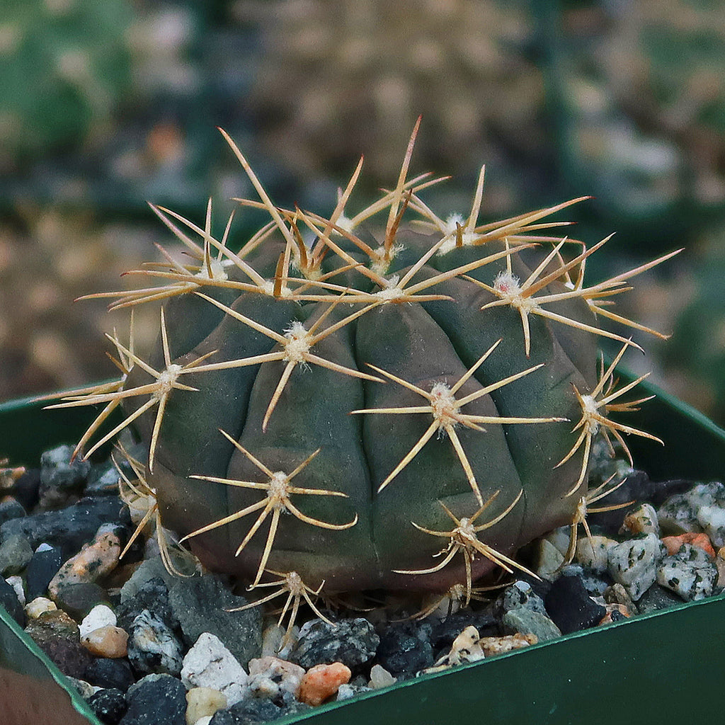 Gymnocalycium griseo-pallidum