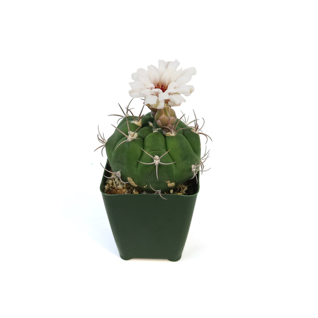 Gymnocalycium marquezii