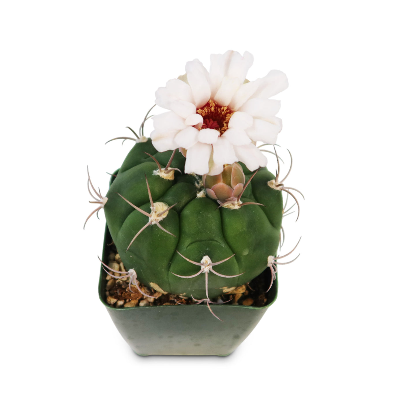 Gymnocalycium marquezii  Planet Desert