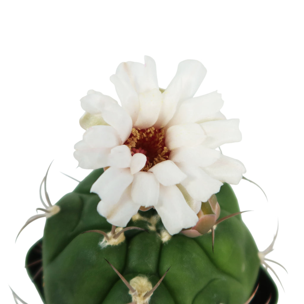 Gymnocalycium marquezii