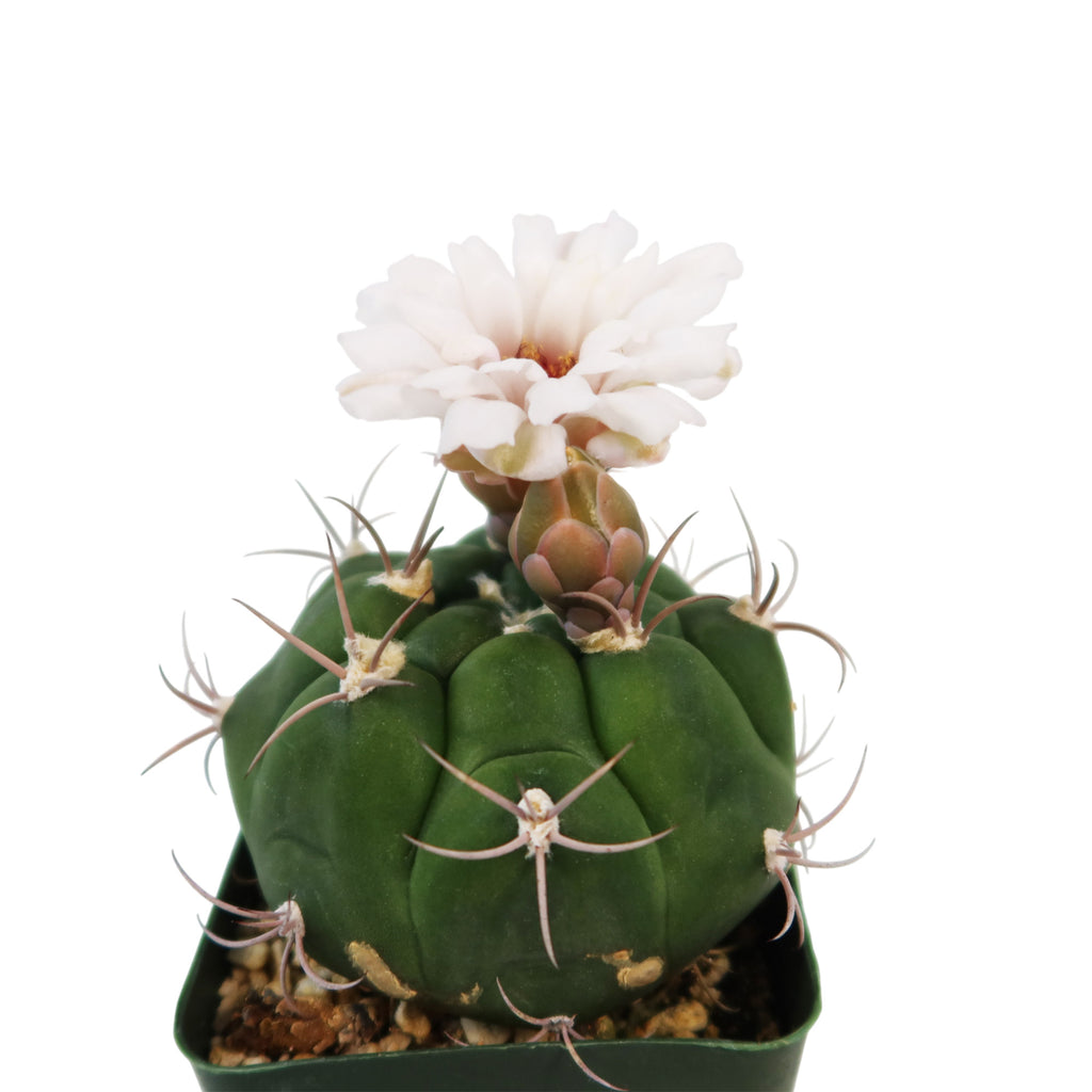 Gymnocalycium marquezii