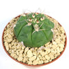 Round green Gymnocalycium marquezii cactus with long, thin spines in a brown pot of light gravel on a white background.