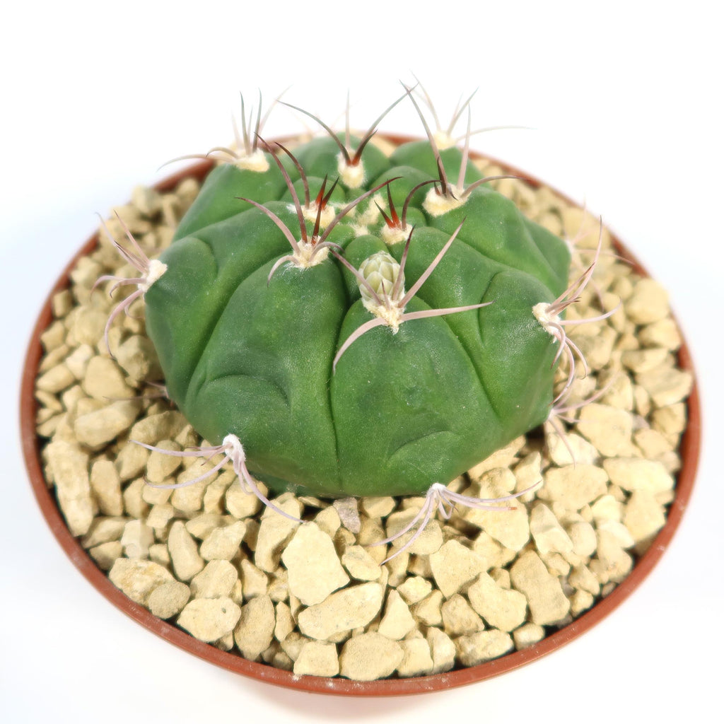 Round green Gymnocalycium marquezii cactus with long, thin spines in a brown pot of light gravel on a white background.