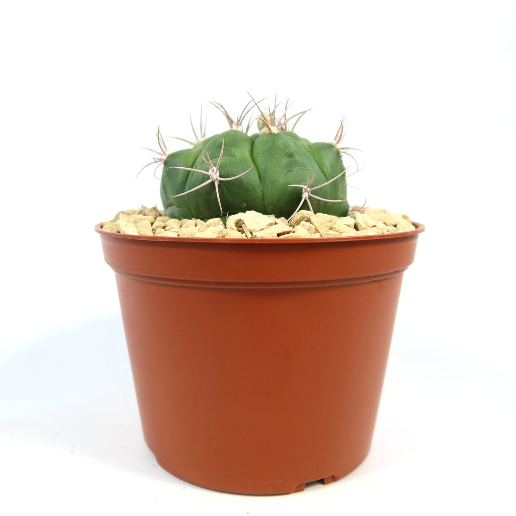 Gymnocalycium marquezii small green cactus with long curved spines in a brown plastic pot with light gravel, on a plain white background.