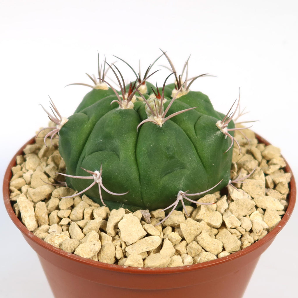 Small green Gymnocalycium marquezii cactus with curved spines in a brown pot with light gravel, shown against a white background.