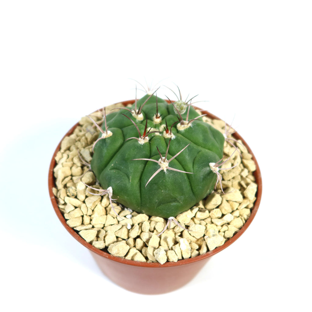 Gymnocalycium marquezii cactus with long spines in a brown pot filled with light gravel, set against a white background, ready to bloom.