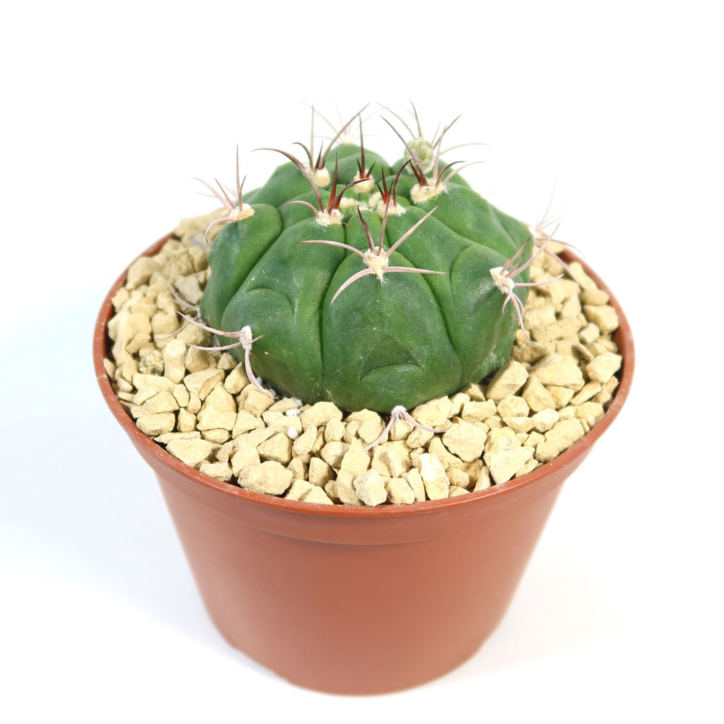 A compact Gymnocalycium marquezii cactus with curved spines in a brown plastic pot of light gravel against a white background.