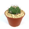 Small, round green Gymnocalycium marquezii cactus with spines in a brown plastic pot filled with light gravel, on a white background.
