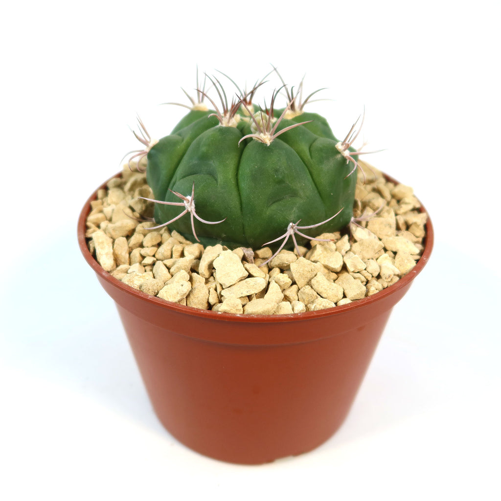 Small, round green Gymnocalycium marquezii cactus with spines in a brown plastic pot filled with light gravel, on a white background.