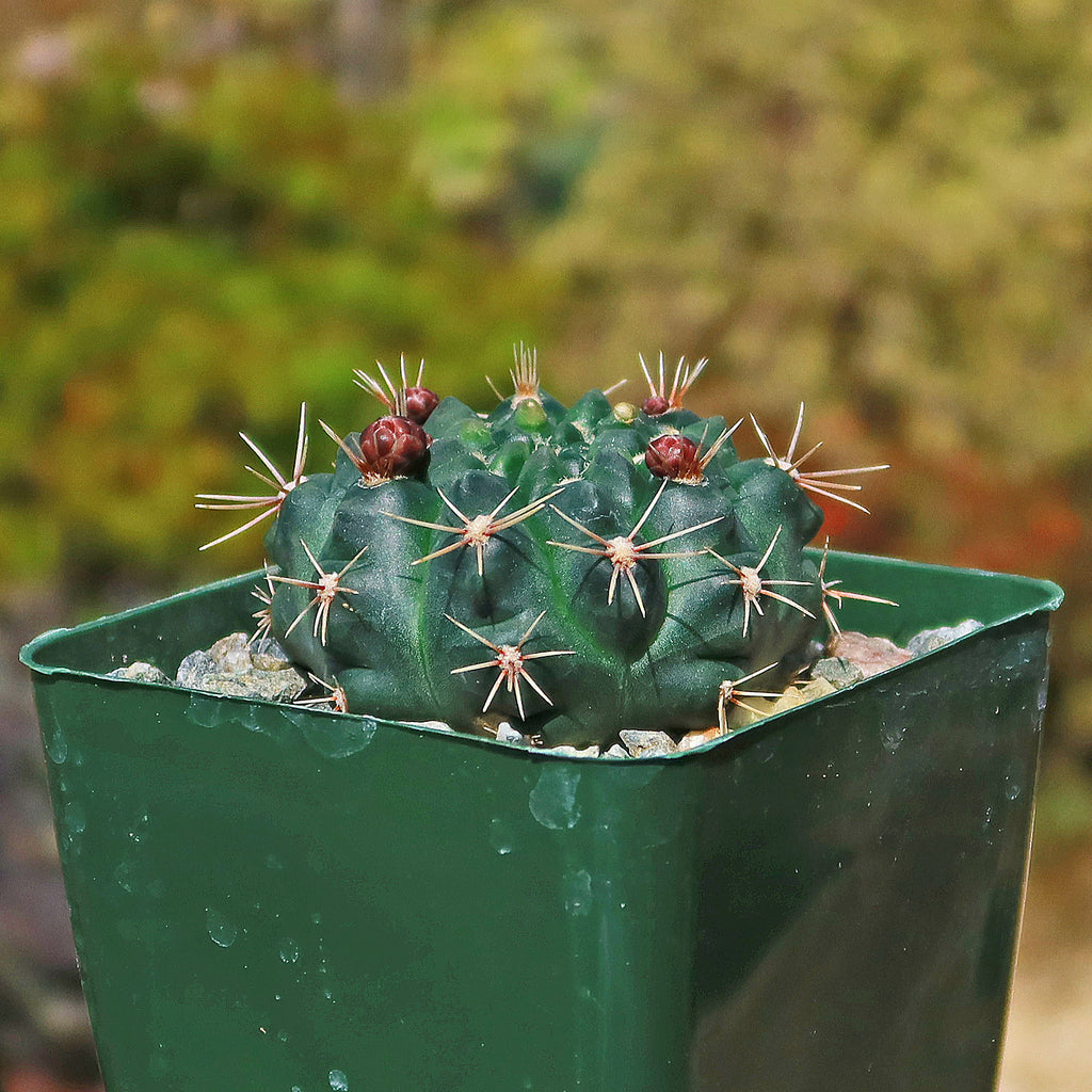 Chin Cactus - Gymnocalycium reductum &