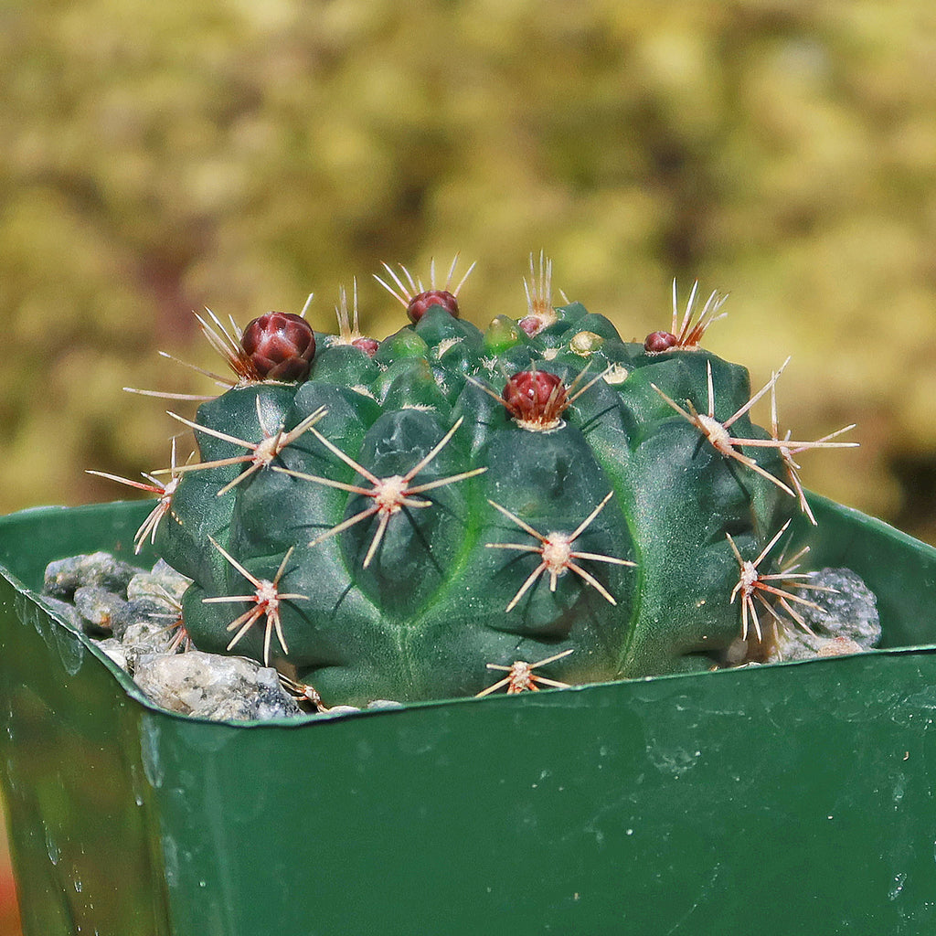 Chin Cactus - Gymnocalycium reductum &