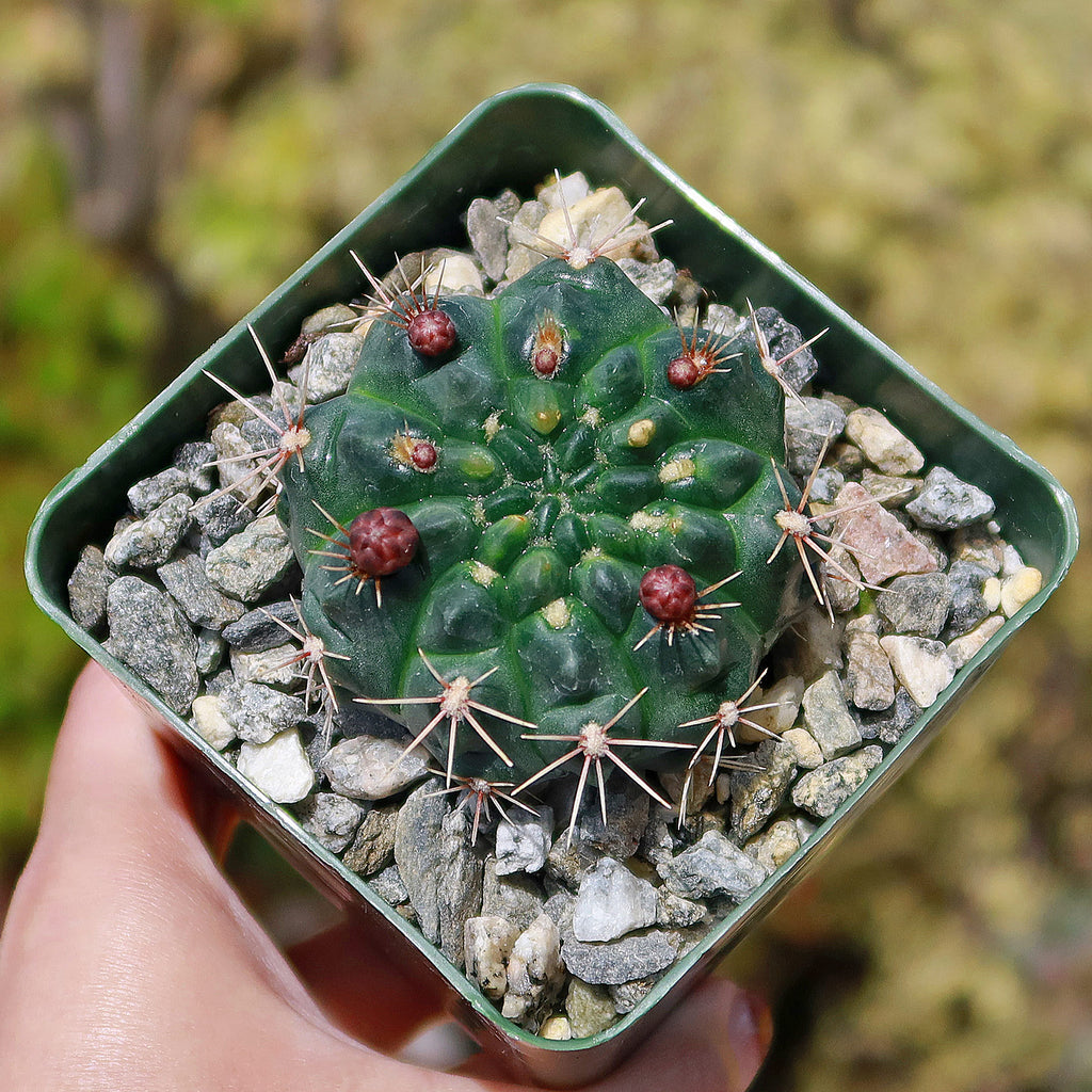Chin Cactus - Gymnocalycium reductum &