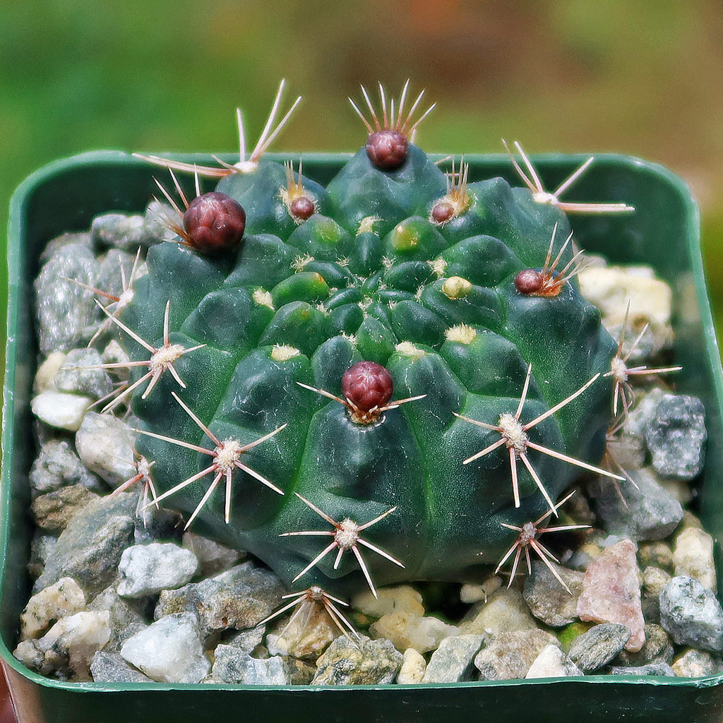 Chin Cactus - Gymnocalycium reductum &