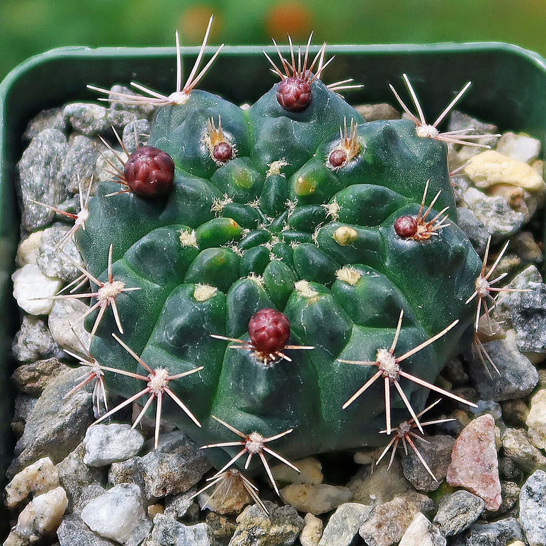 Chin Cactus - Gymnocalycium reductum 'leucodictyon'