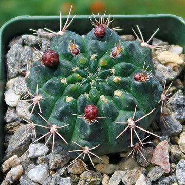 Shop Chin Cactus 'Gymnocalycium reductum leucodictyon'