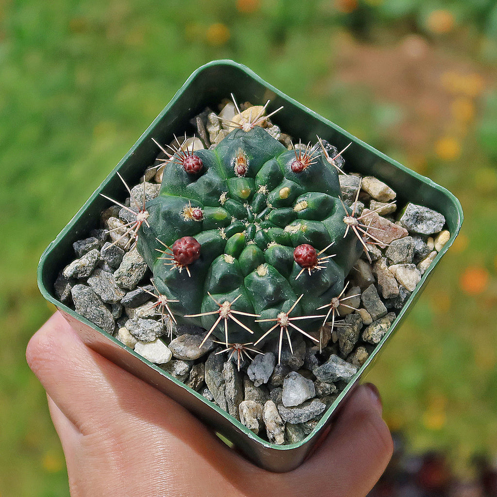 Chin Cactus - Gymnocalycium reductum &