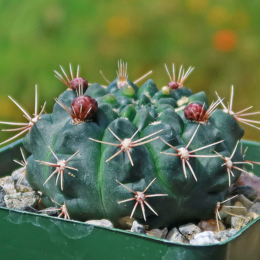 Chin Cactus - Gymnocalycium reductum &