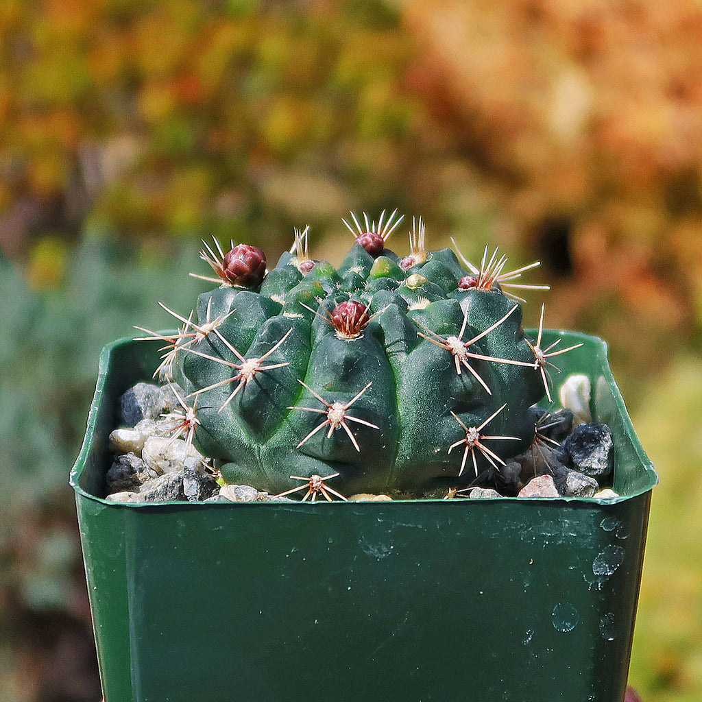 Chin Cactus - Gymnocalycium reductum &