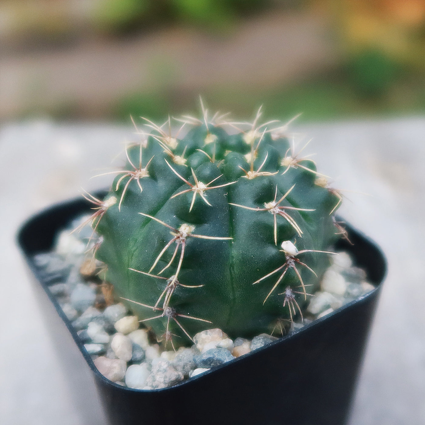 Gymnocalycium schroederianum bossii