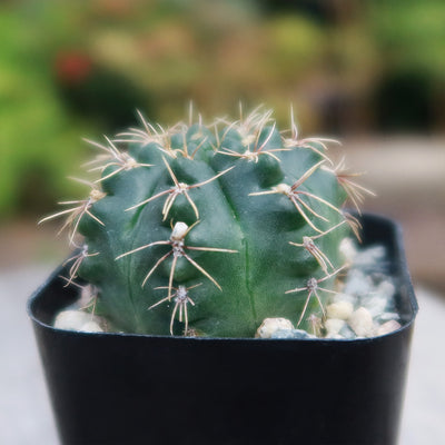 Gymnocalycium schroederianum bossii