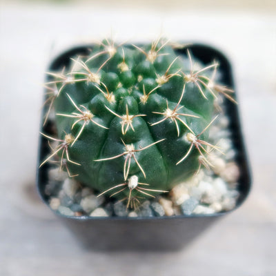 Gymnocalycium schroederianum bossii