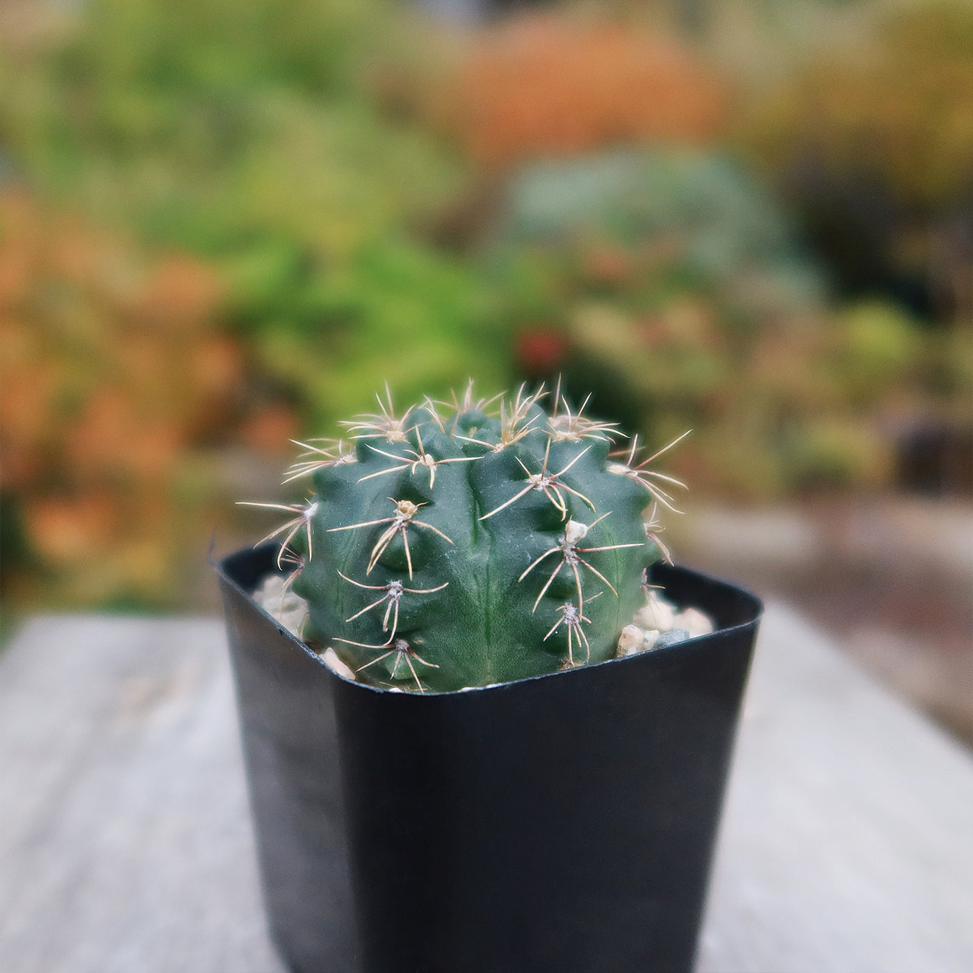 Gymnocalycium schroederianum bossii