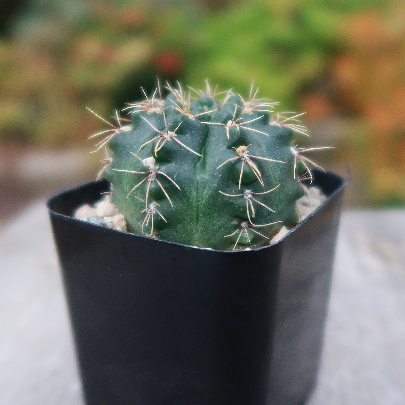 Gymnocalycium schroederianum bossii