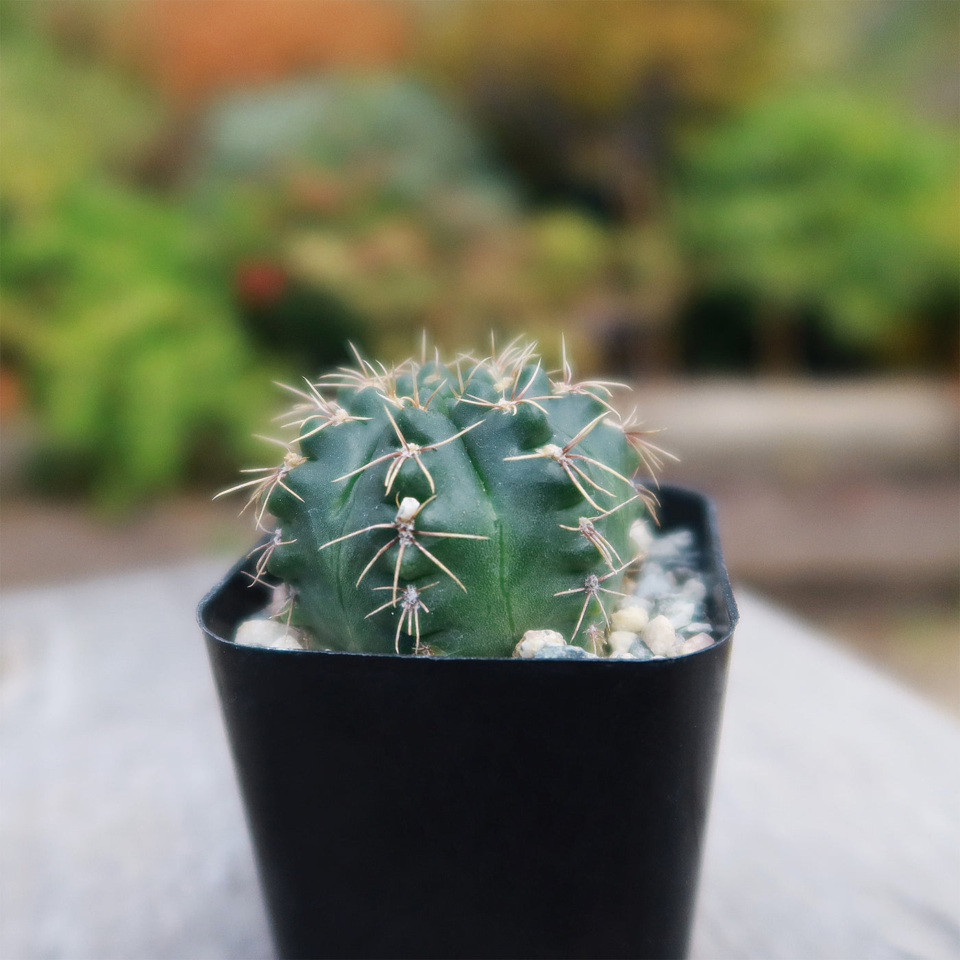 Gymnocalycium schroederianum bossii