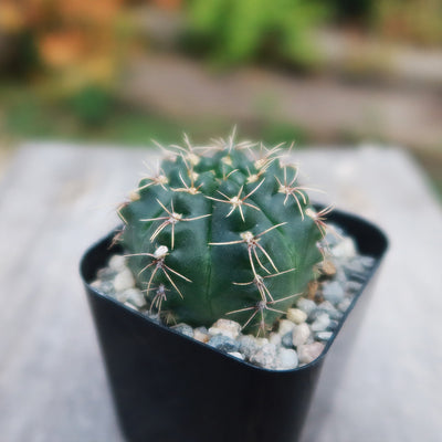 Gymnocalycium schroederianum bossii